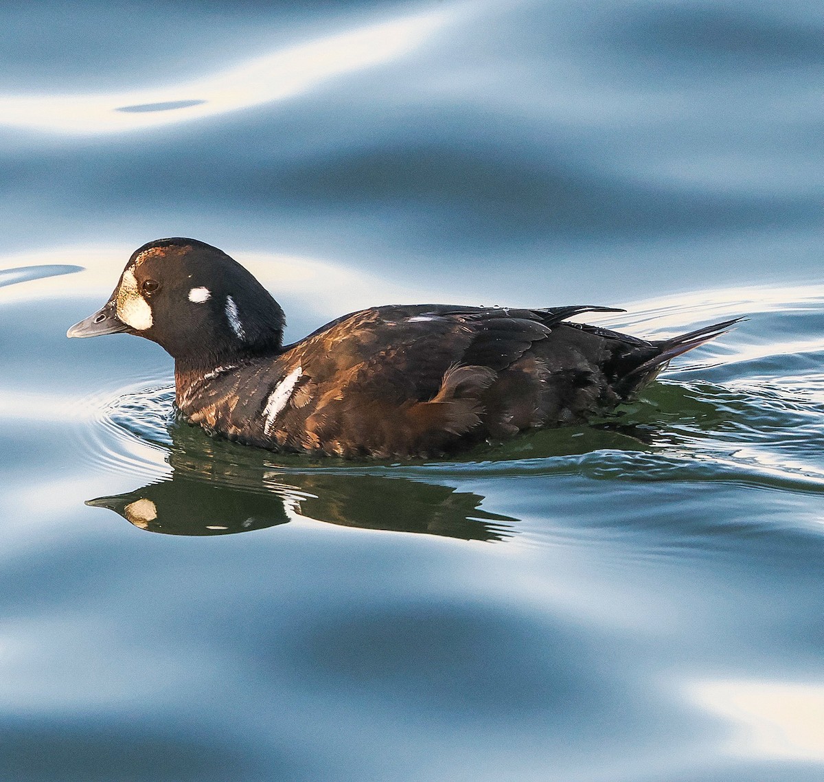 Ahate arlekina - ML647488427