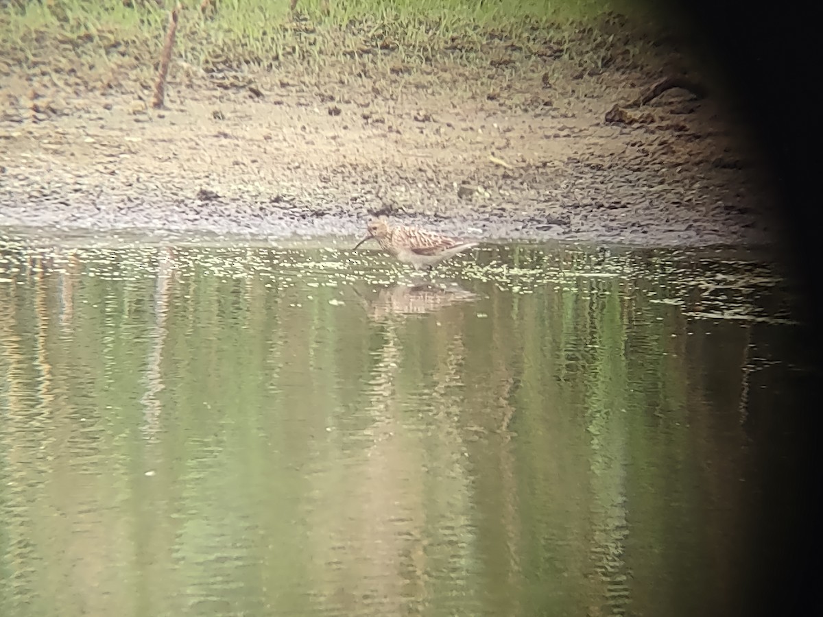 Txirri pektorala - ML647488458