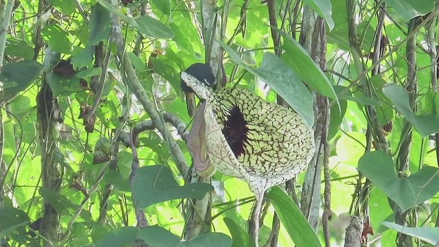 Cinnamon-bellied Saltator - ML647488466