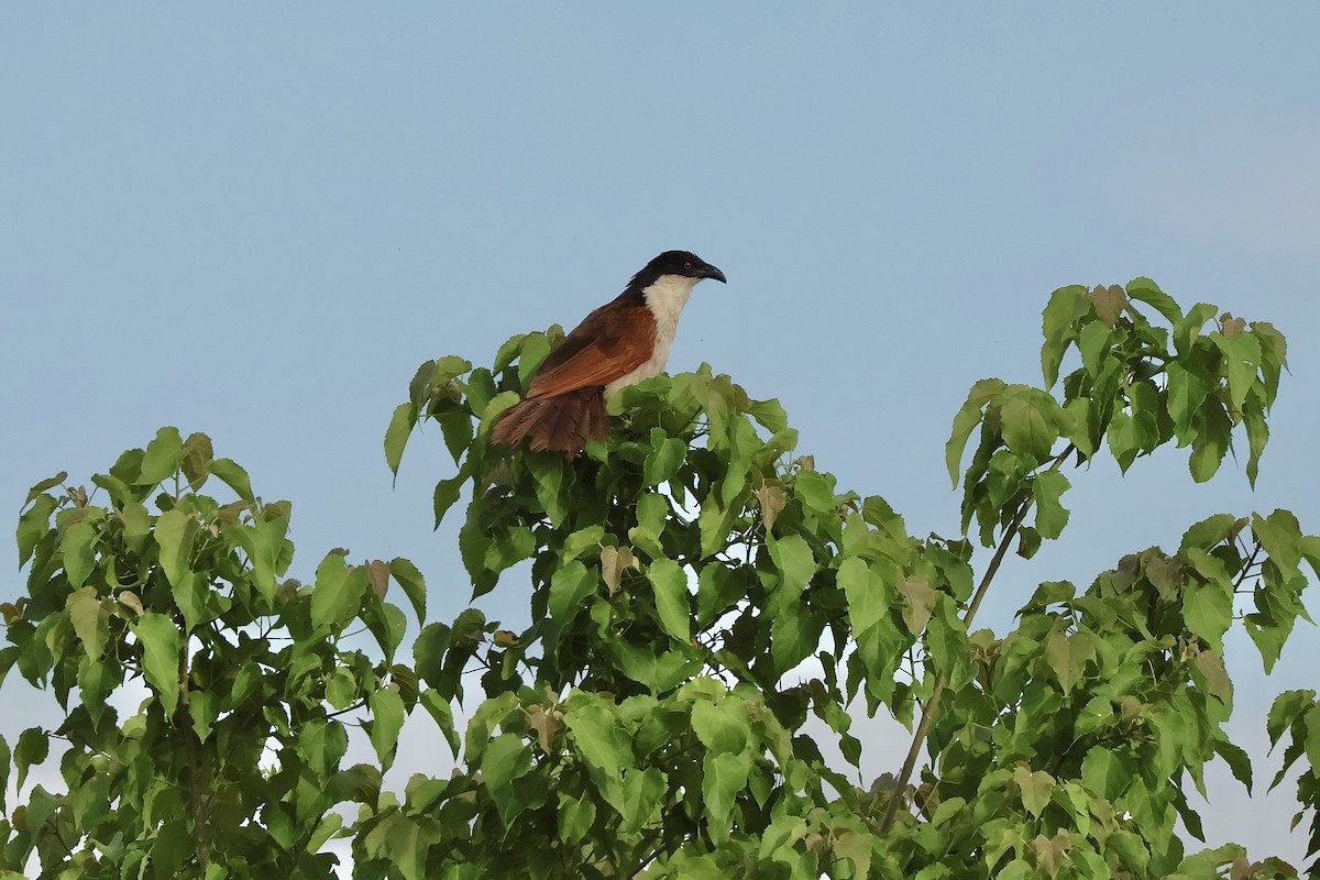 kobberstjertsporegjøk - ML647488468