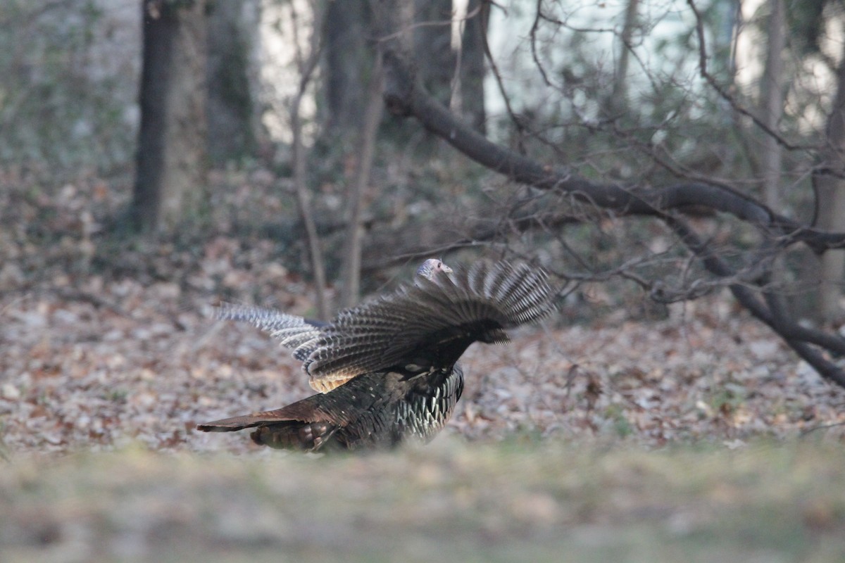 シチメンチョウ - ML647488477