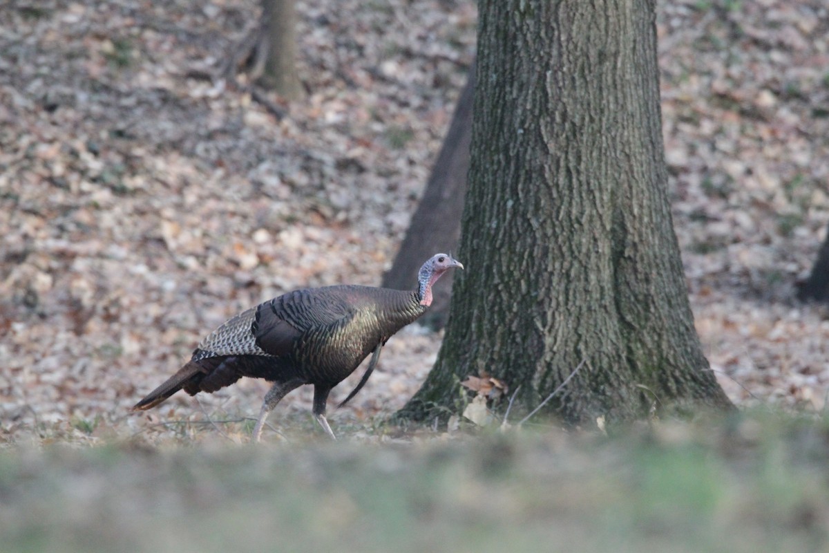 シチメンチョウ - ML647488478