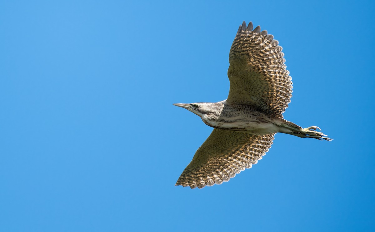 Australasian Bittern - ML647488513