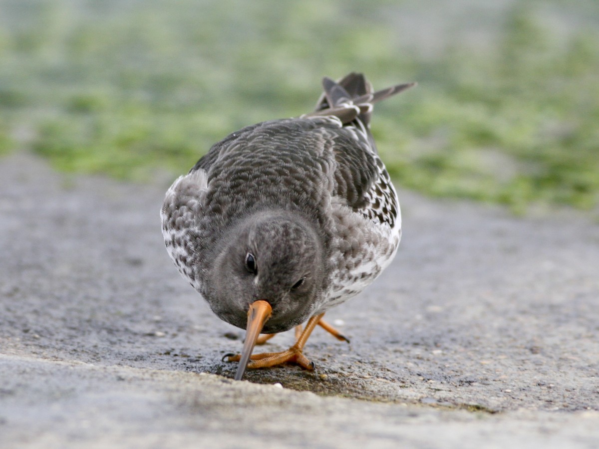 Purple Sandpiper - ML647488515