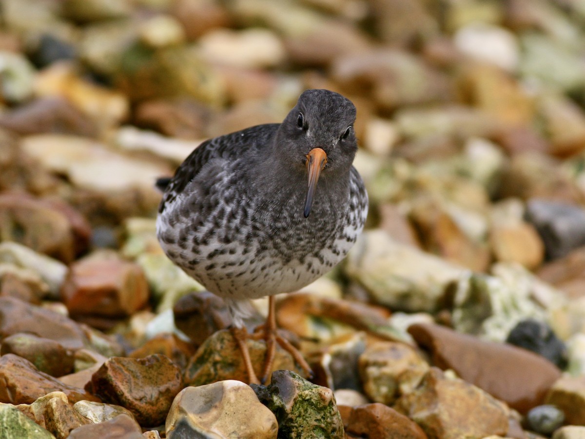 Purple Sandpiper - ML647488516