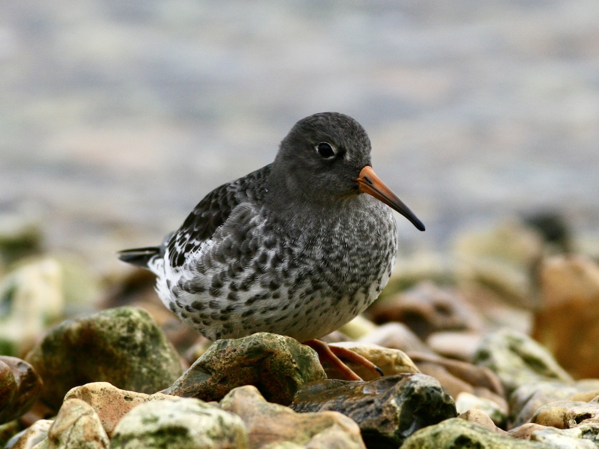 Purple Sandpiper - ML647488517
