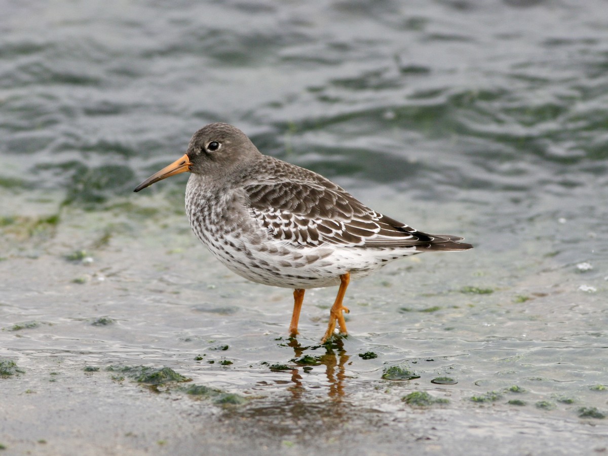 Purple Sandpiper - ML647488518
