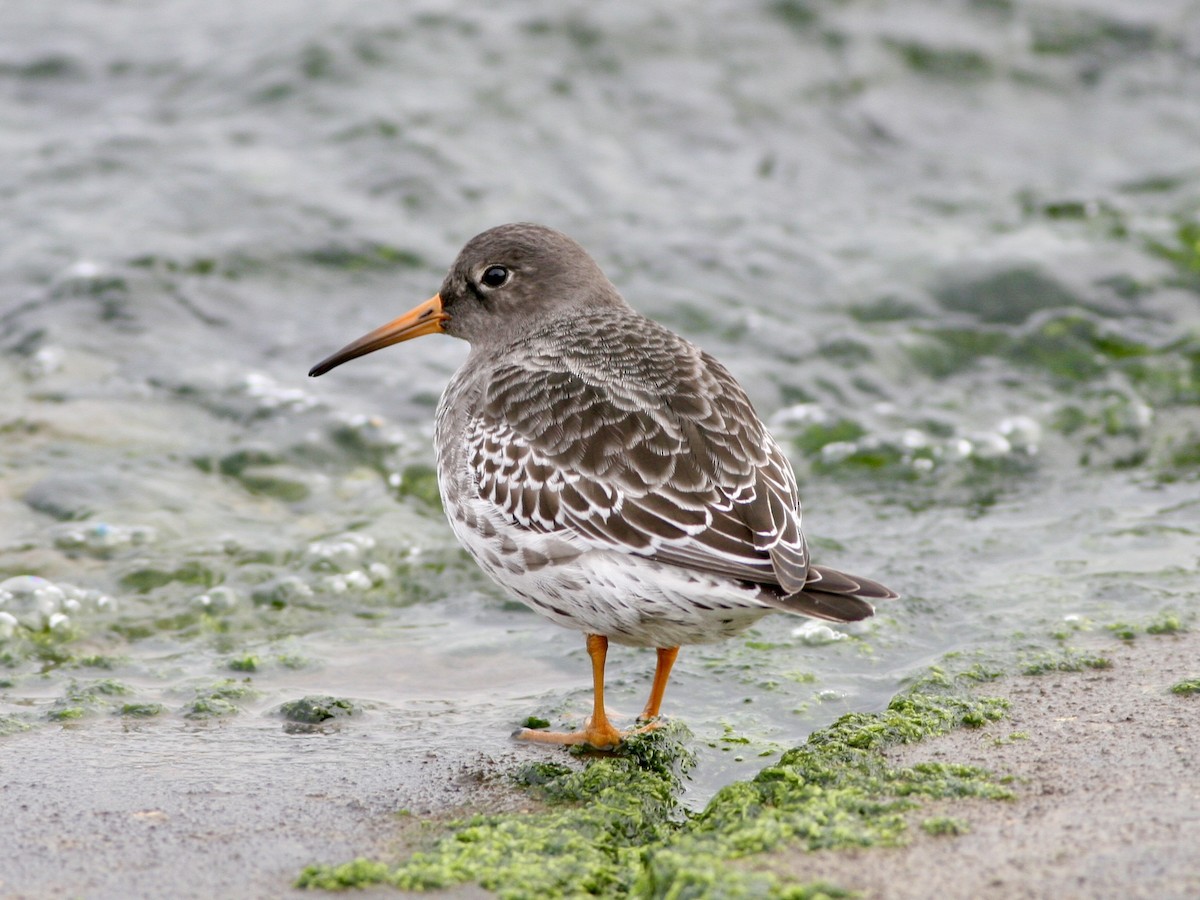 Purple Sandpiper - ML647488519