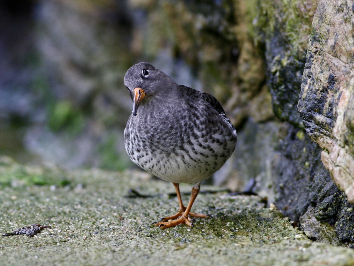 Purple Sandpiper - ML647488520
