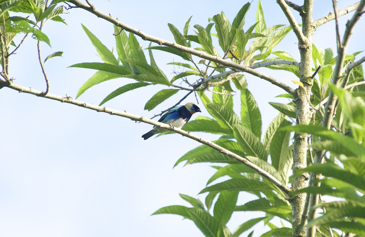 Golden-hooded Tanager - ML647488525