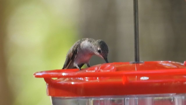 kalypta černobradá - ML647488527