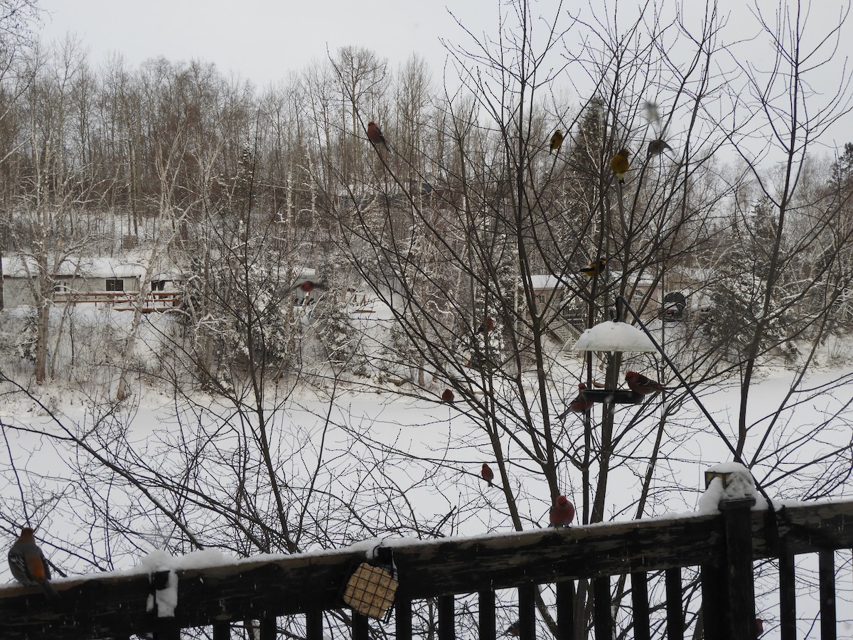 Hakengimpel - ML647488540