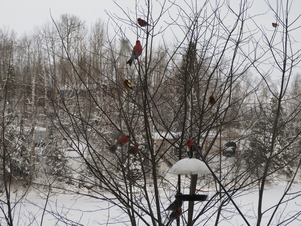 Hakengimpel - ML647488541