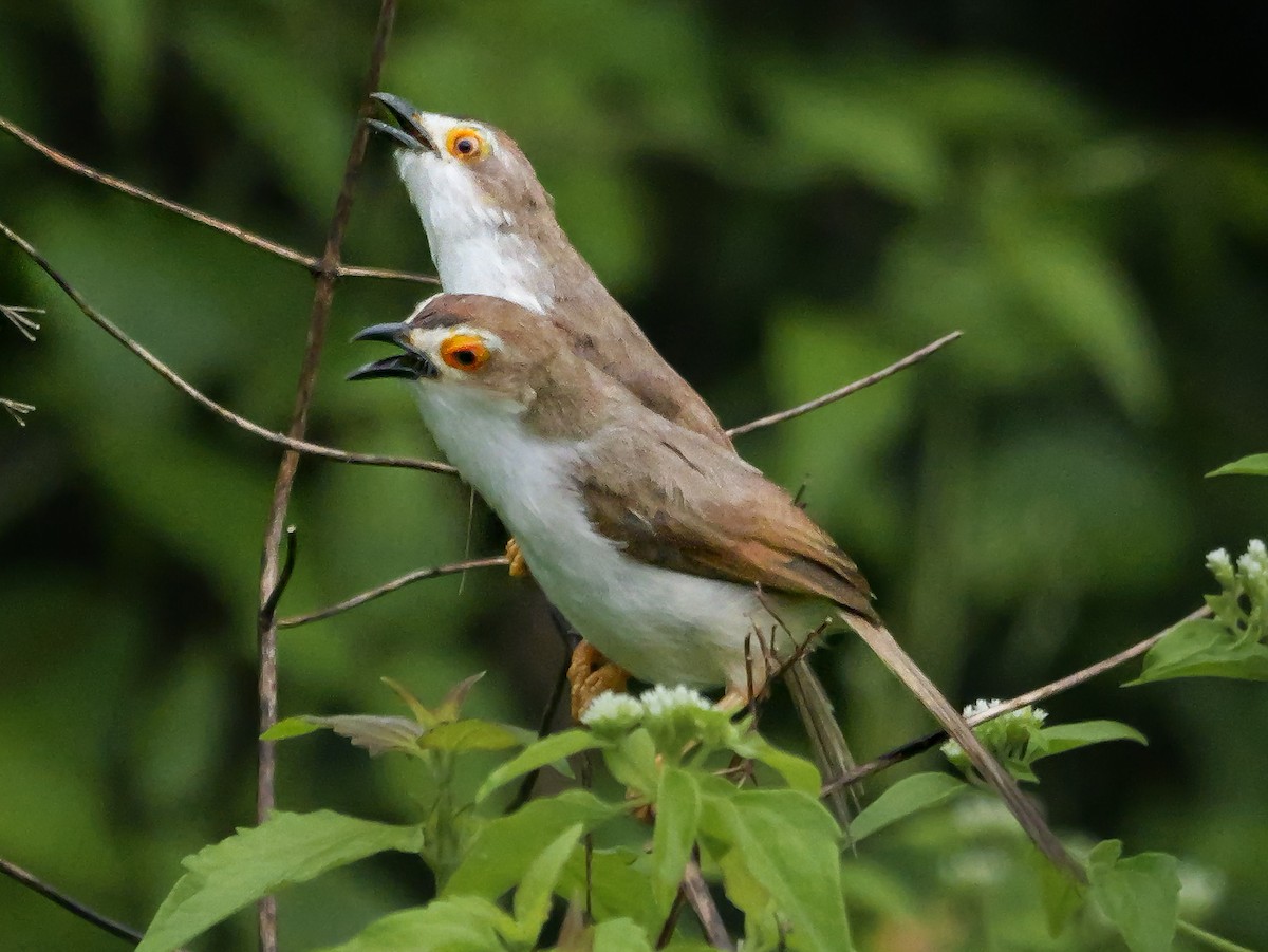 Timalí Ojigualdo - ML647488545