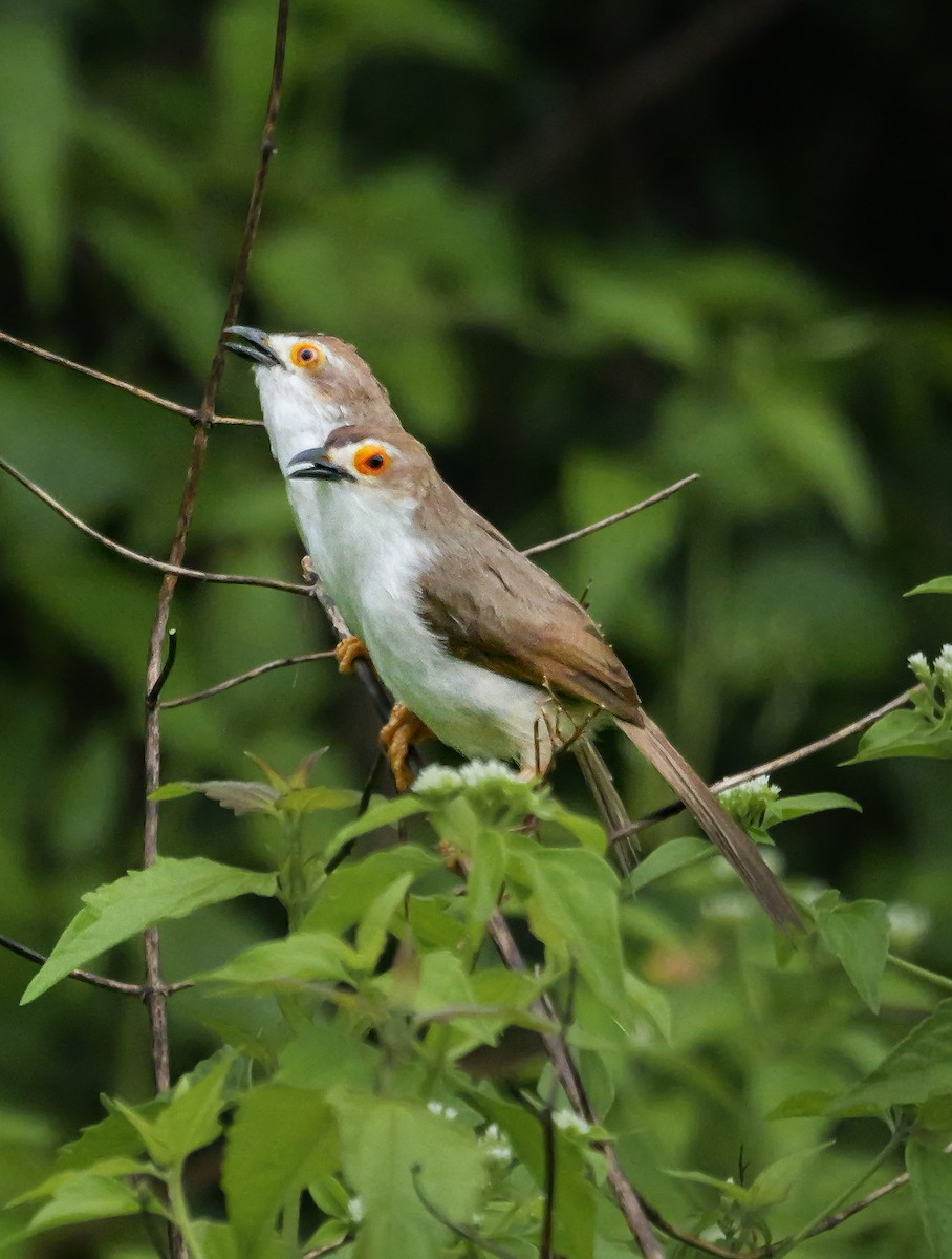 Timalí Ojigualdo - ML647488546