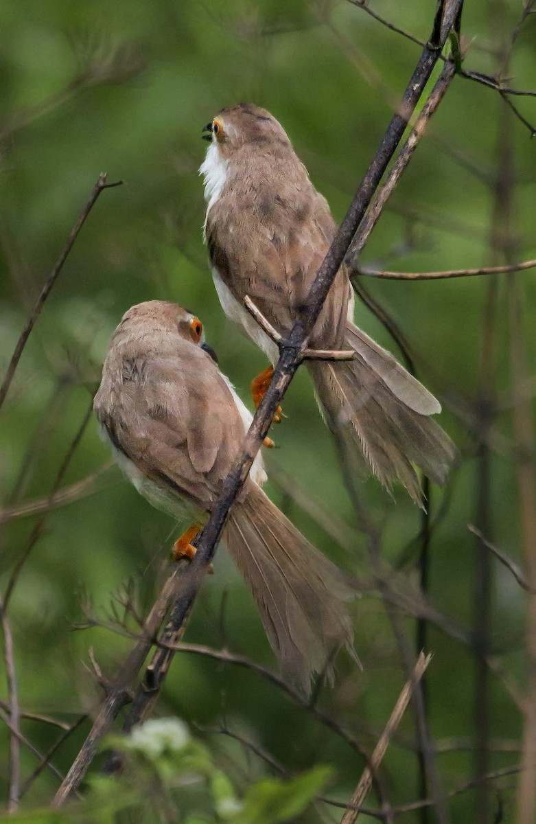 Timalí Ojigualdo - ML647488547
