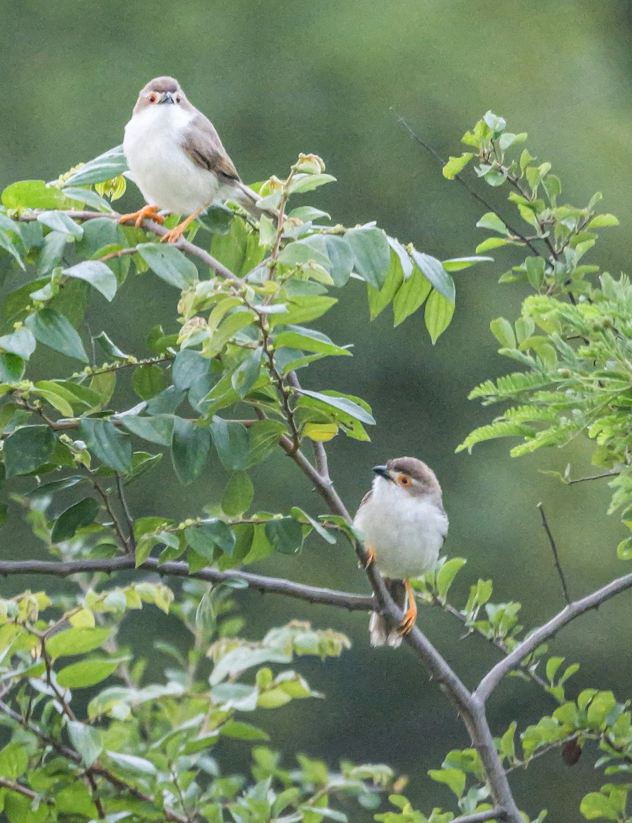 Timalí Ojigualdo - ML647488548