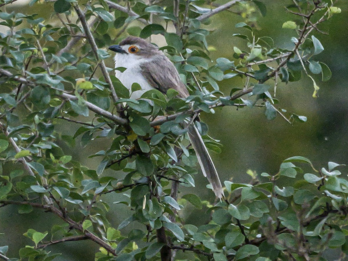 Timalí Ojigualdo - ML647488550