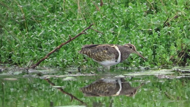 slučice australská - ML647488551