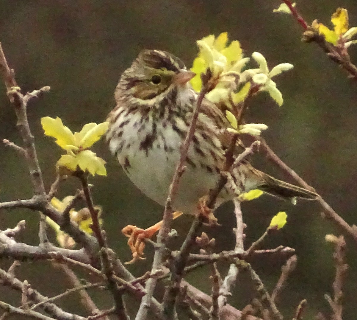 Пасовник савановий - ML647488563