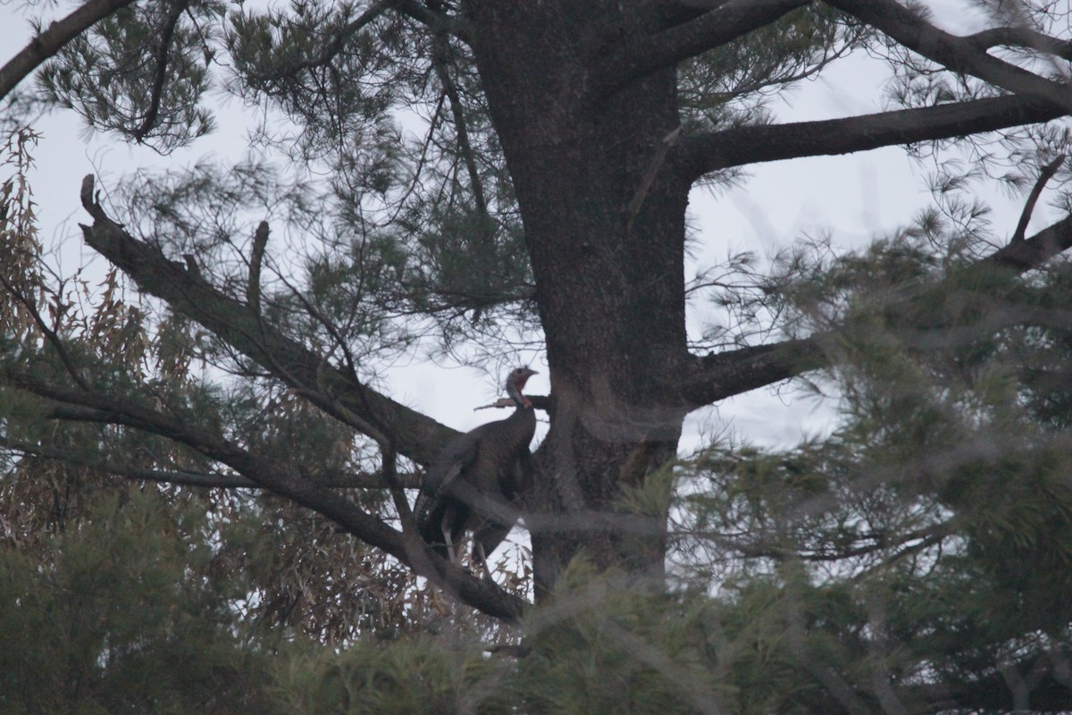 シチメンチョウ - ML647488566