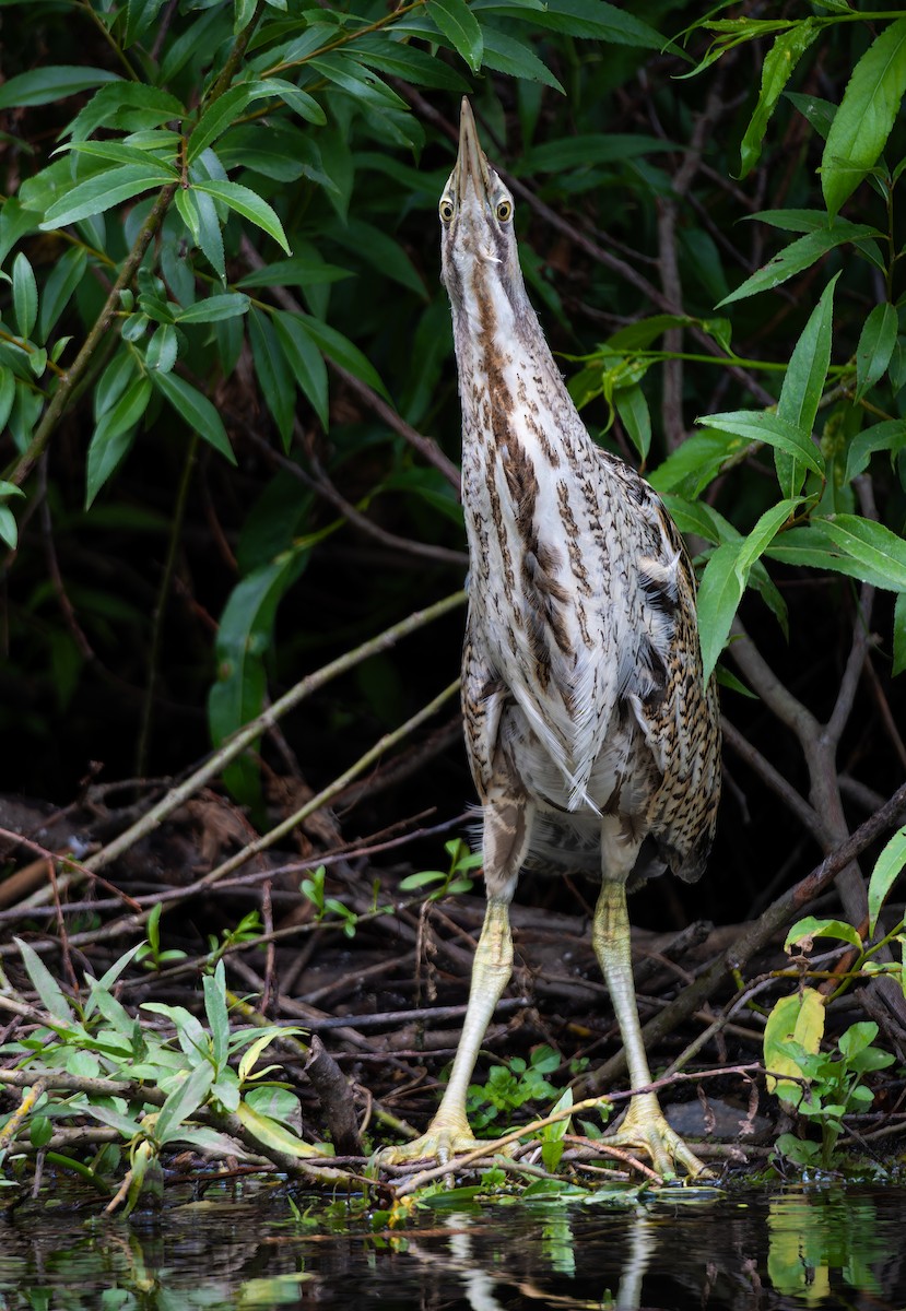 Australasian Bittern - ML647488571