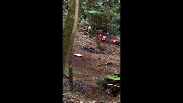 lemčík prostý - ML647488572