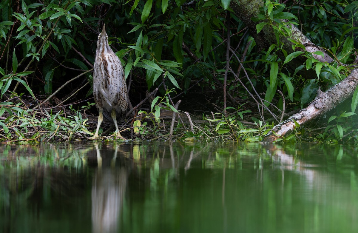Australasian Bittern - ML647488575