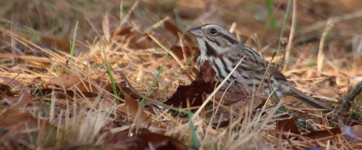 Song Sparrow - ML647488581