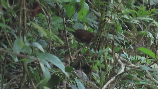 Blue Bunting - ML647488587