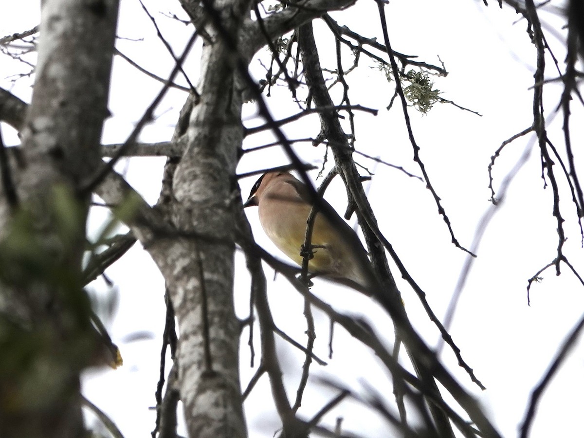 Sedir İpekkuyruğu - ML647488591