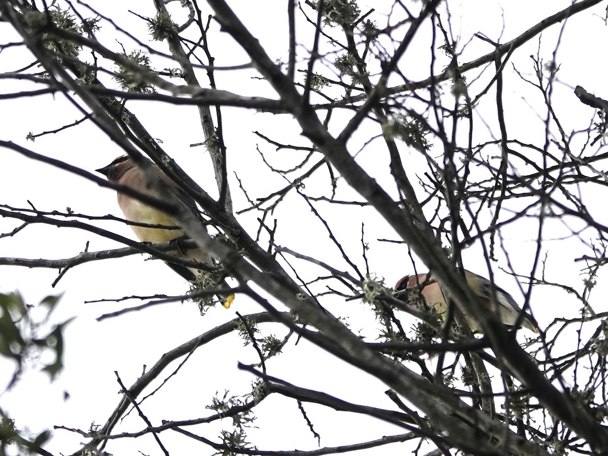 Sedir İpekkuyruğu - ML647488592