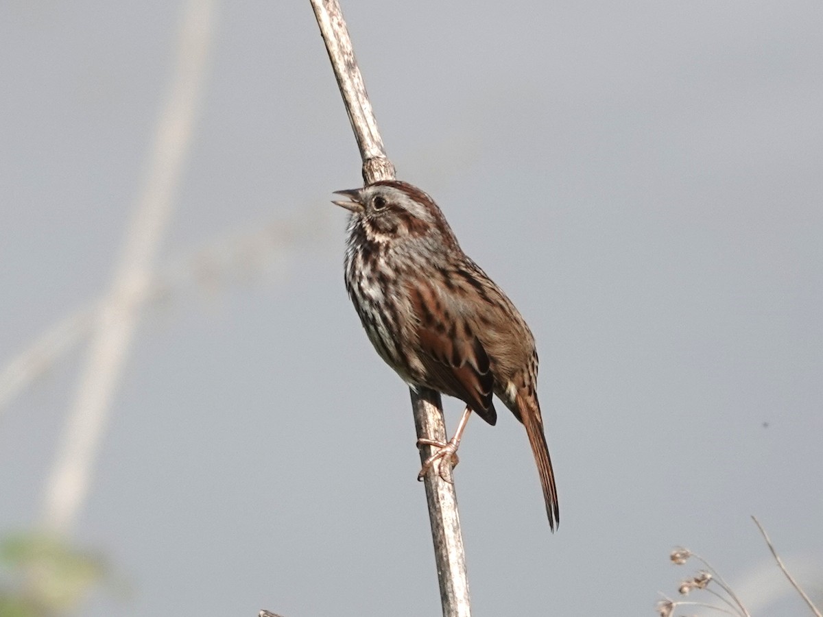 Song Sparrow - ML647488604