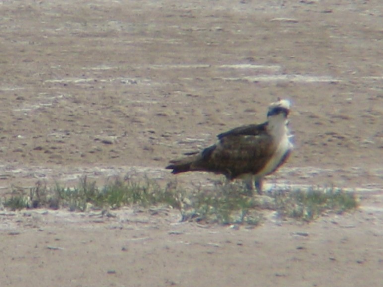 Скопа західна - ML647488610