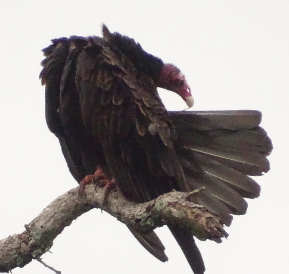 ヒメコンドル - ML647488620