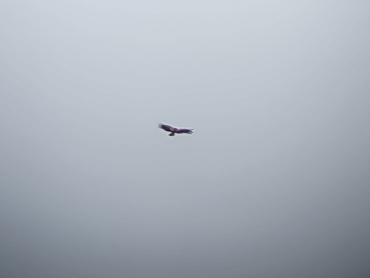 California Condor - ML647488621