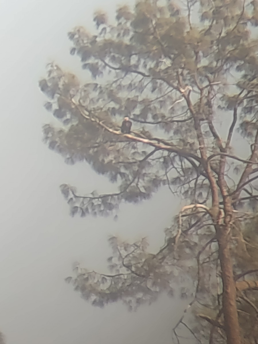 California Condor - ML647488622