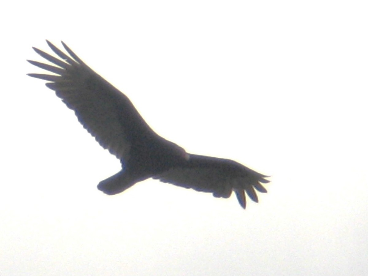 ヒメコンドル - ML647488624