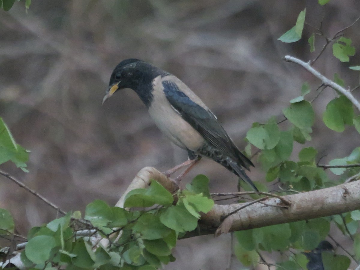 Rosy Starling - ML647488625
