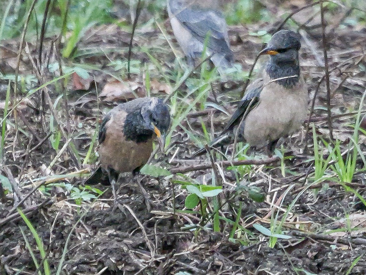 Rosy Starling - ML647488626