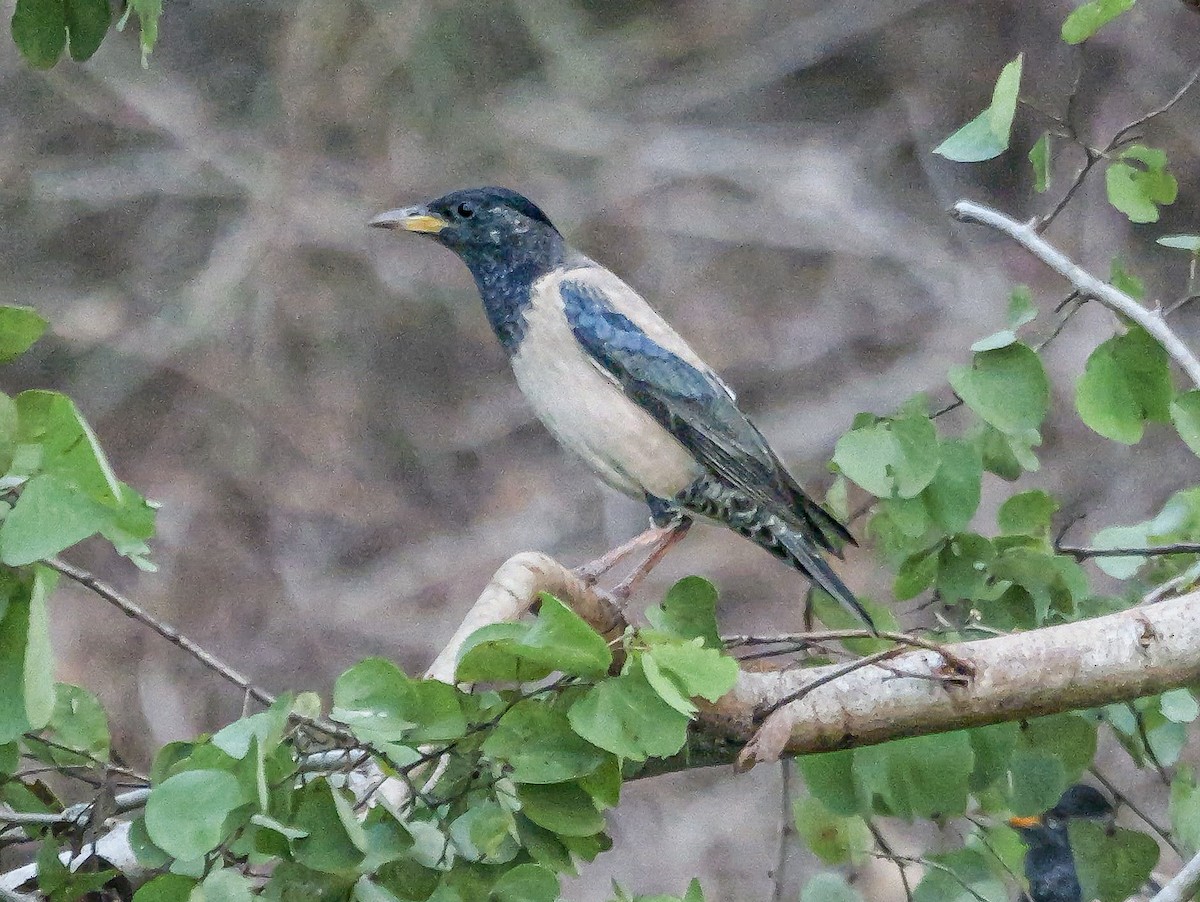 Rosy Starling - ML647488627