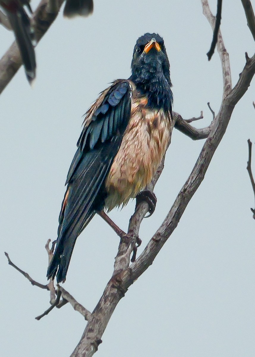Rosy Starling - ML647488628