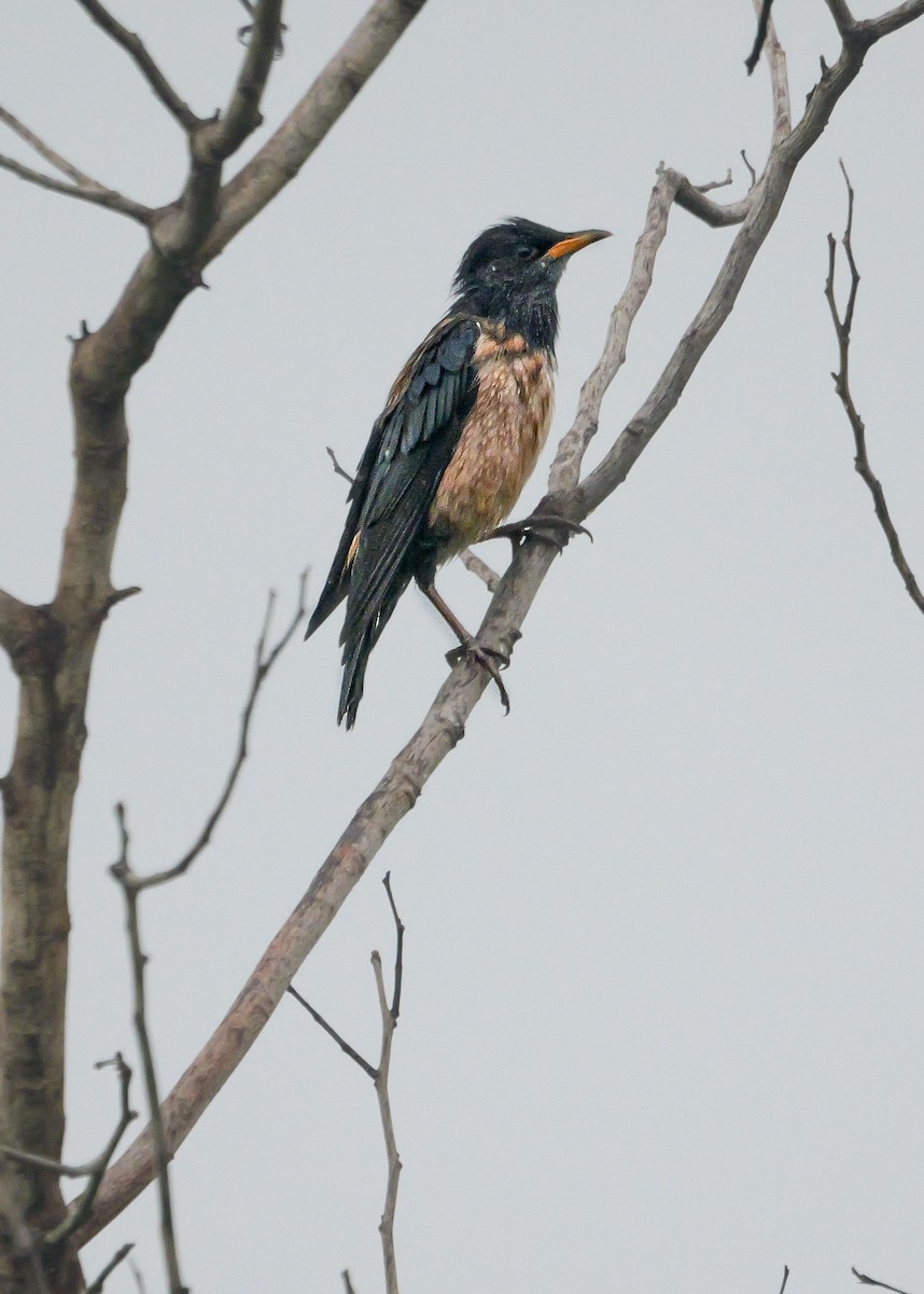 Rosy Starling - ML647488629
