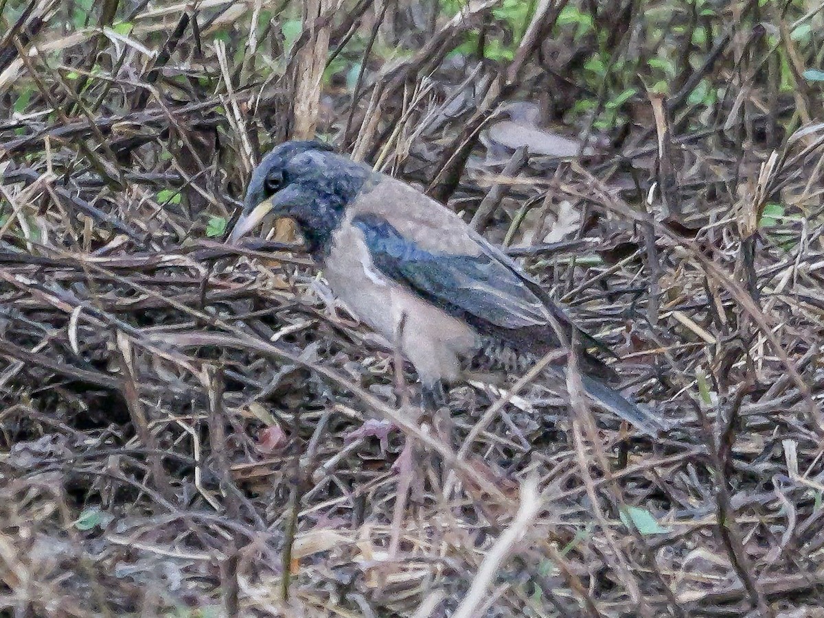 Rosy Starling - ML647488630