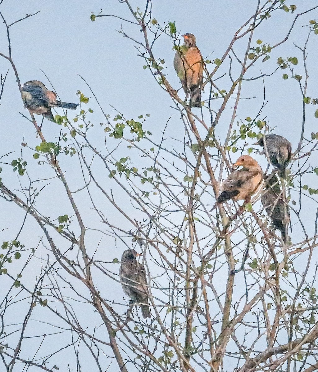 Rosy Starling - ML647488631