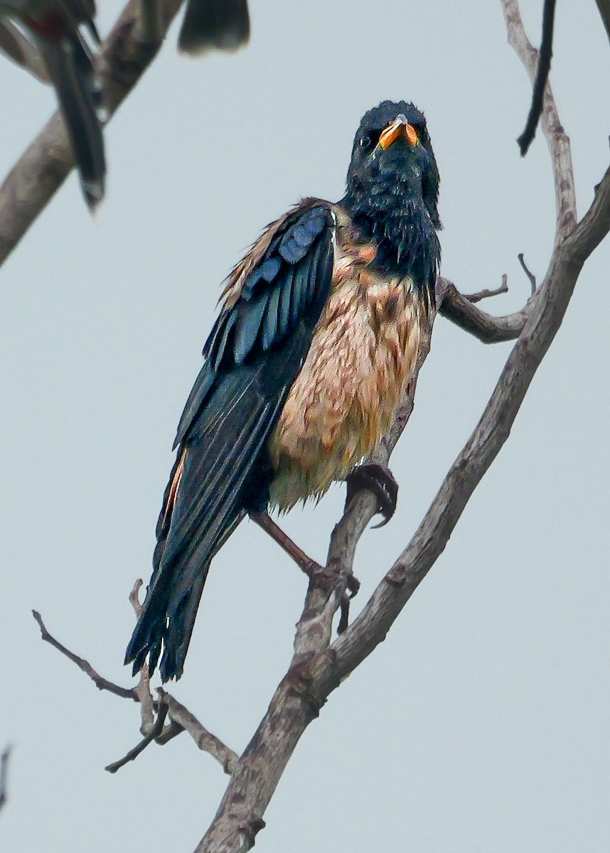 Rosy Starling - ML647488632