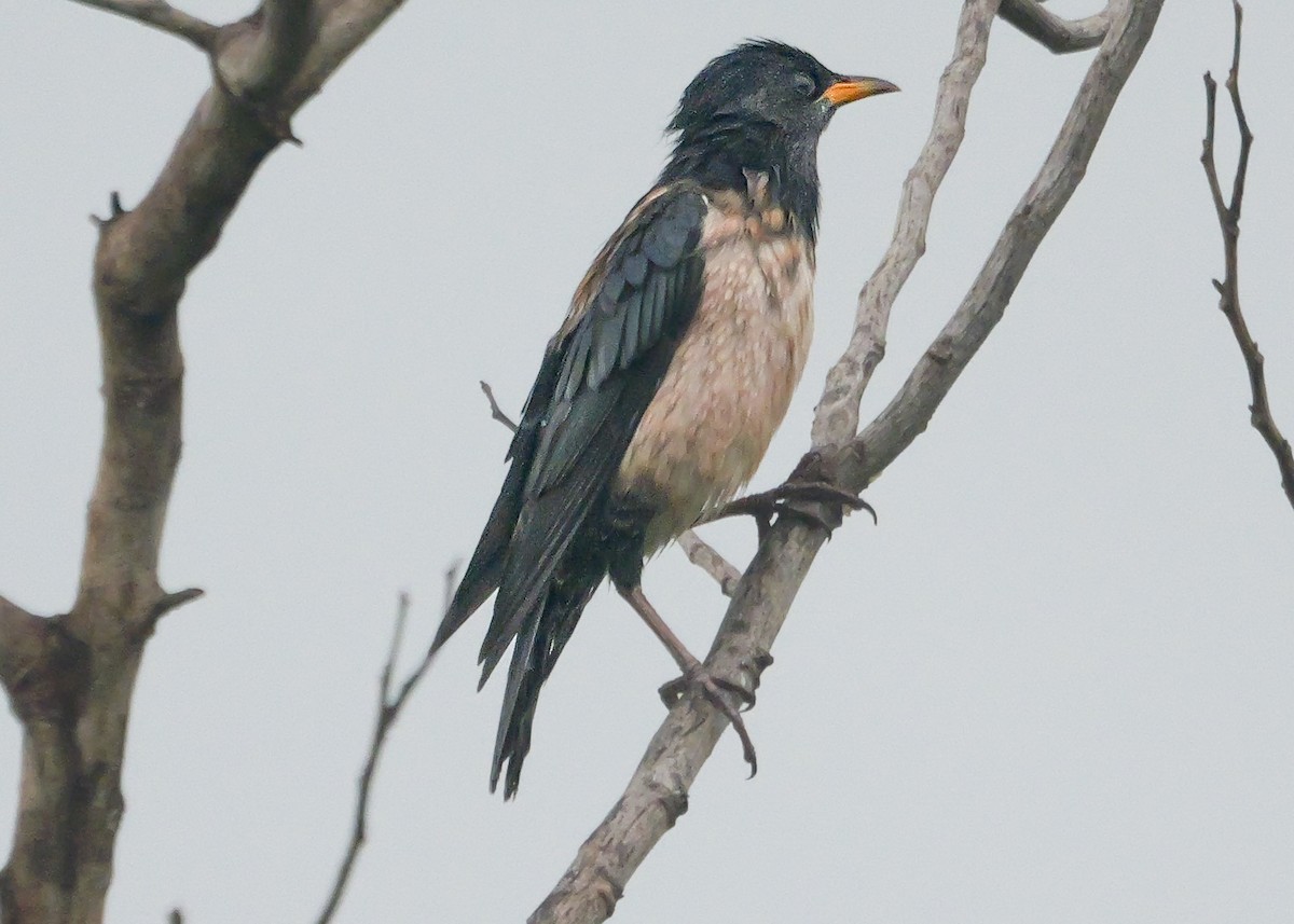 Rosy Starling - ML647488633