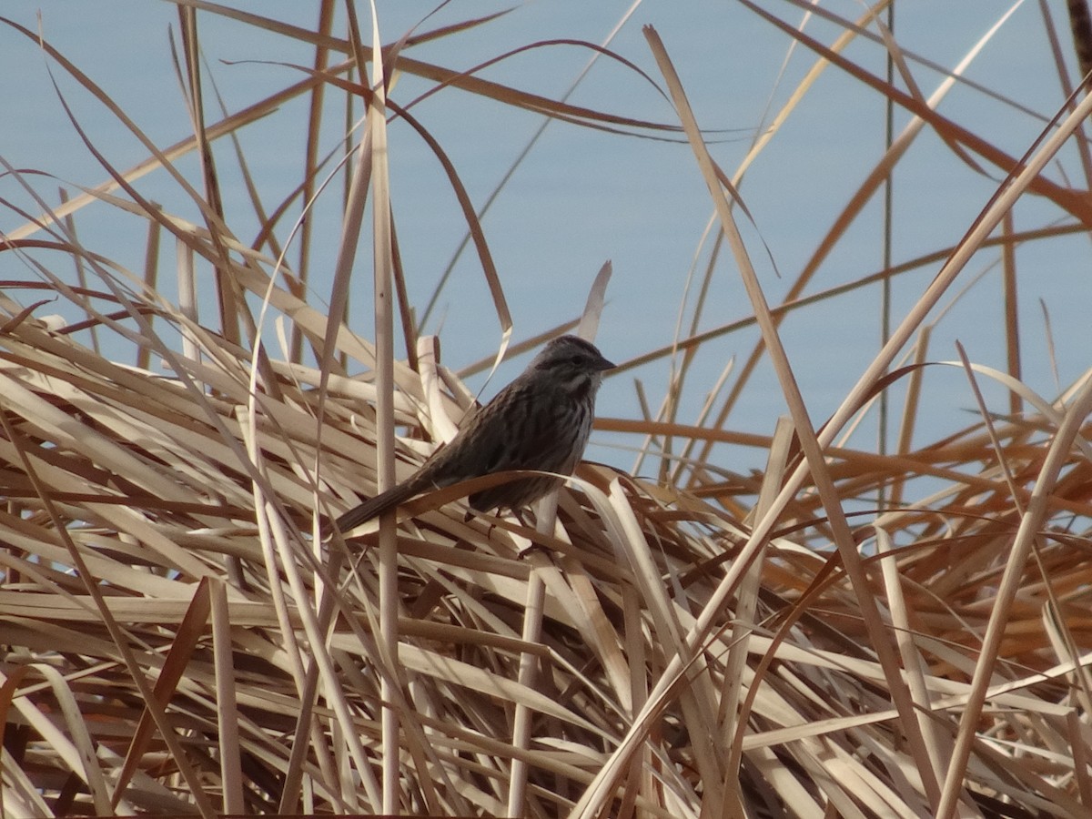 Song Sparrow - ML647488635