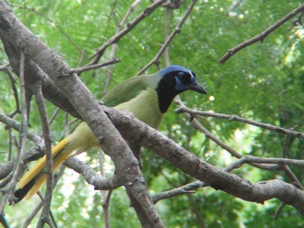 Green Jay - ML647488636
