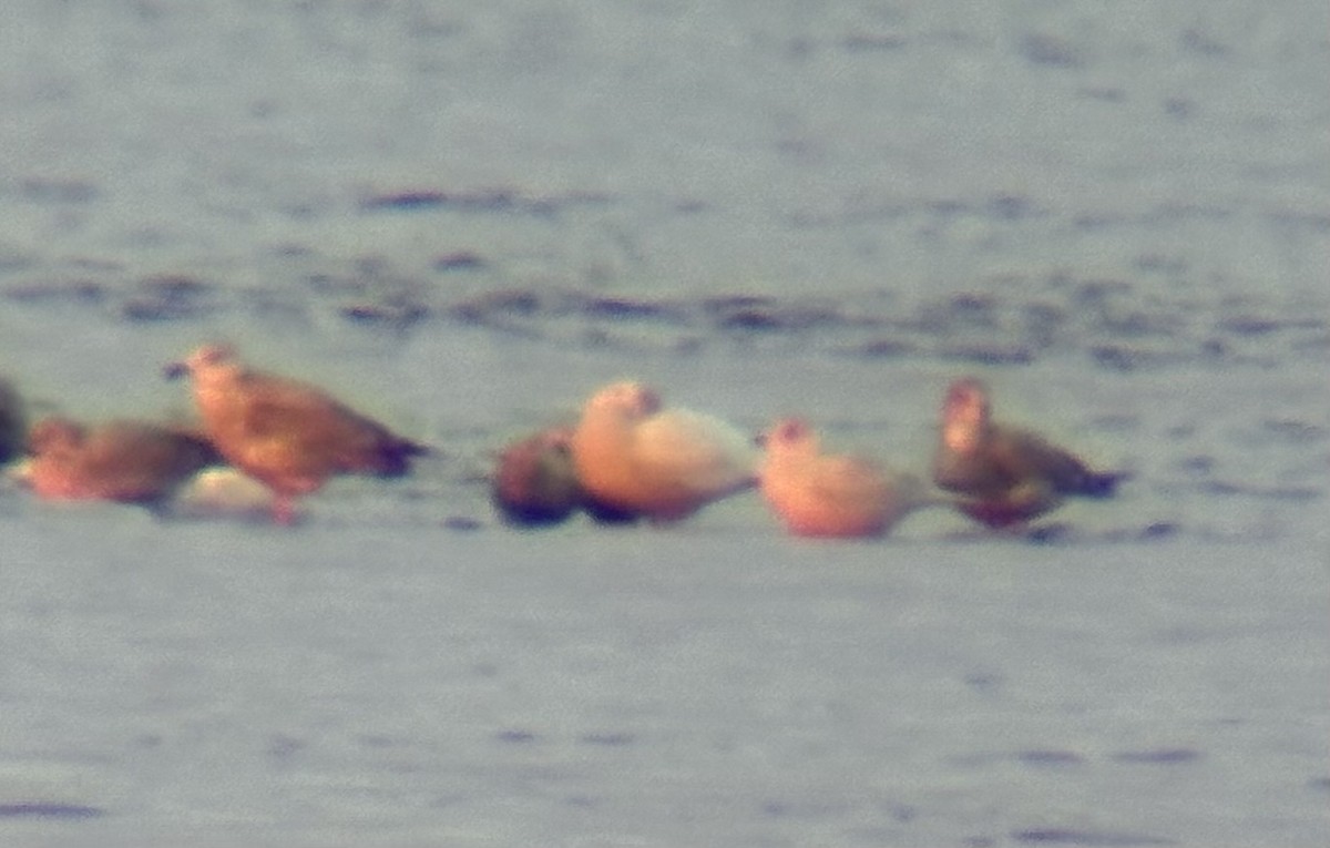 アイスランドカモメ（亜種 クムリーンカモメ） - ML647488638